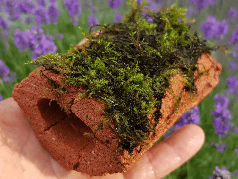 Biohome Zuchthöhle klein Rot offen – Ansicht 4