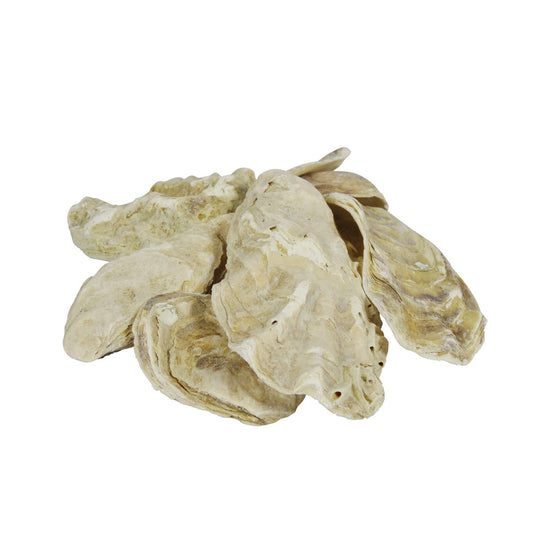 Austernschalen 5 kg im Filterbeutel