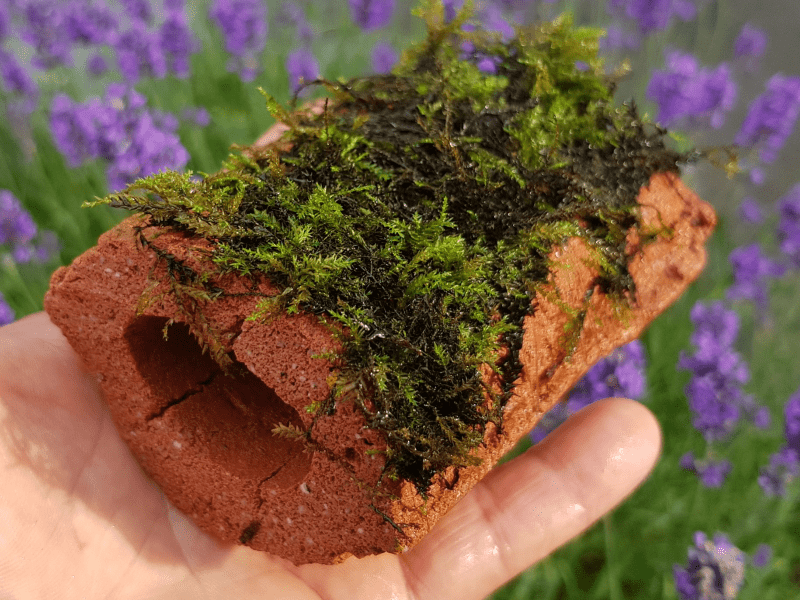 Biohome Zuchthöhle klein Braun geschlossen – Ansicht 4