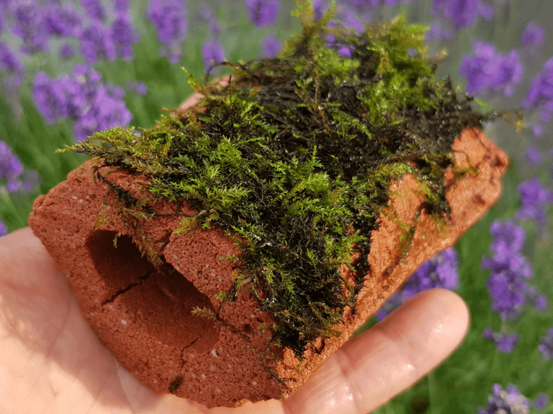 Biohome Zuchthöhle klein Braun offen – Ansicht 4