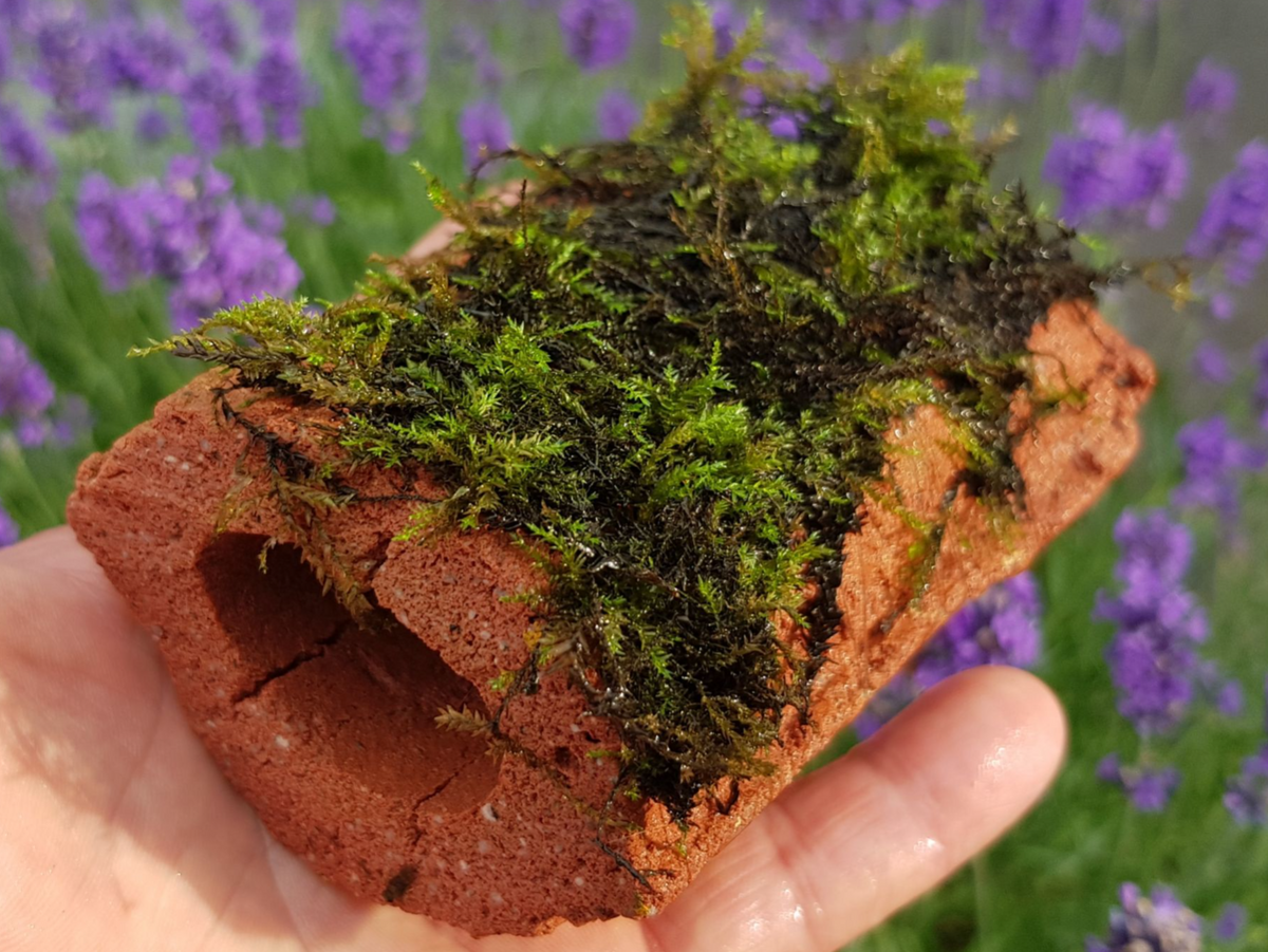 Biohome Zuchthöhle klein Grau geschlossen – Ansicht 4