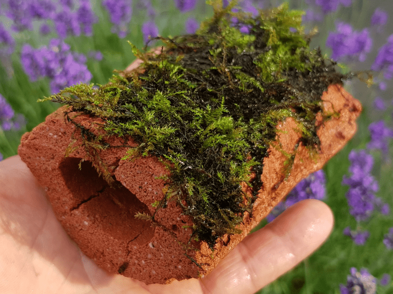 Biohome Zuchthöhle klein Grau offen – Ansicht 4
