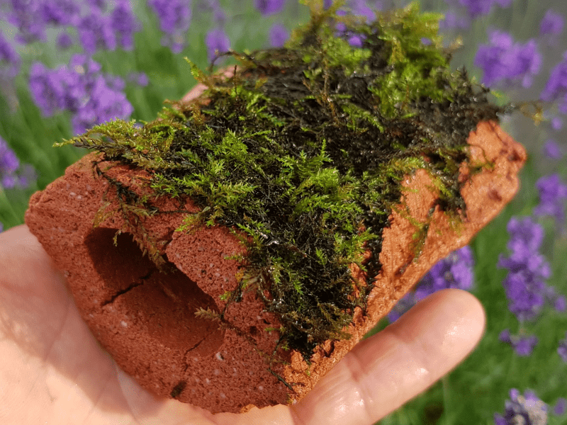 Biohome Zuchthöhle klein Lila geschlossen – Ansicht 4