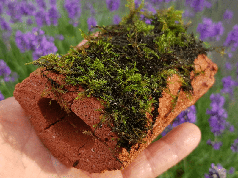 Biohome Zuchthöhle klein Rot geschlossen – Ansicht 4